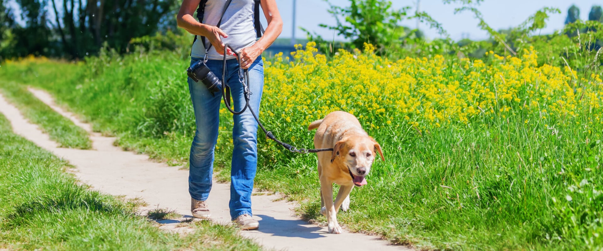 Can dogs walk in botanic gardens?