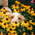 Why Botanical Garden Visits Can Reduce Stress for Pets Before Grooming