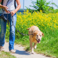 Can dogs walk in botanic gardens?
