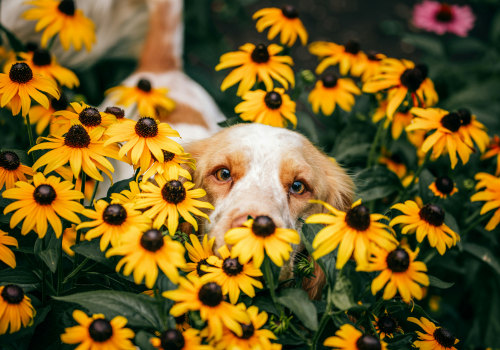 Why Botanical Garden Visits Can Reduce Stress for Pets Before Grooming
