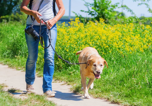 Can dogs walk in botanic gardens?