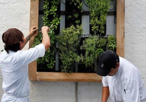 How Botanical Gardens Support Public Interest in Herbs Commonly Used by Restaurants
